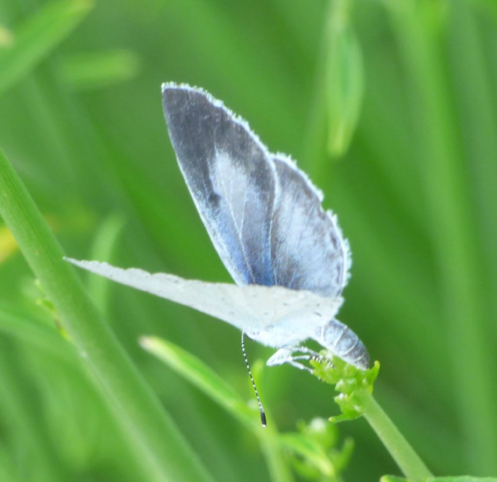 Celastrina?